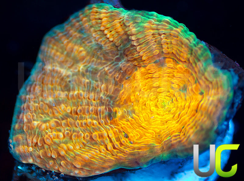 UC Liger Rotundaflora