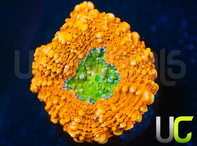 OG Pumpkin Patch Acan Echinata