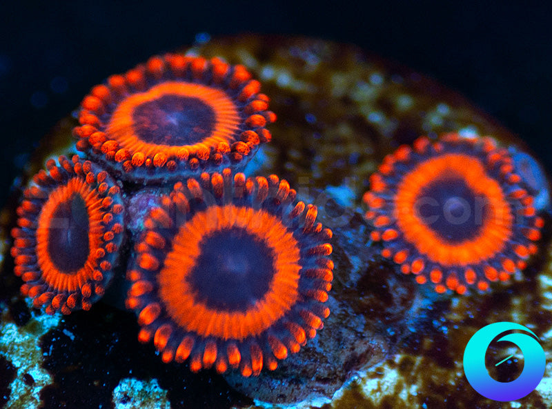 Kedds Reds