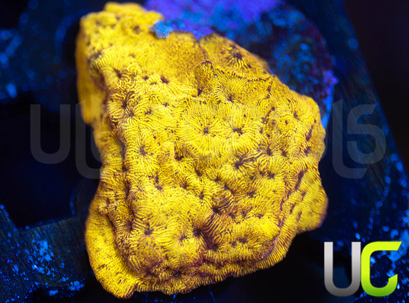 UC Golden Dragon Lepto