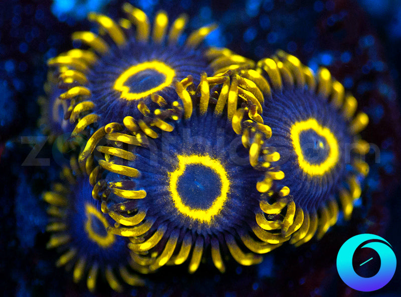 Purple Hornets