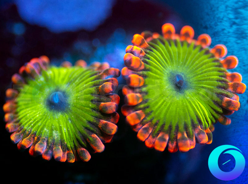 Electric Oompa Loompa