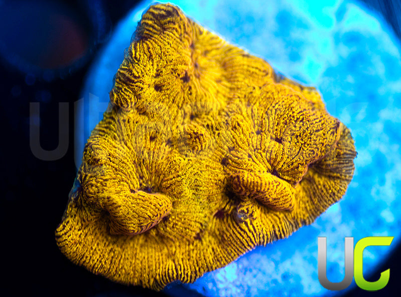 UC Golden Dragon Lepto