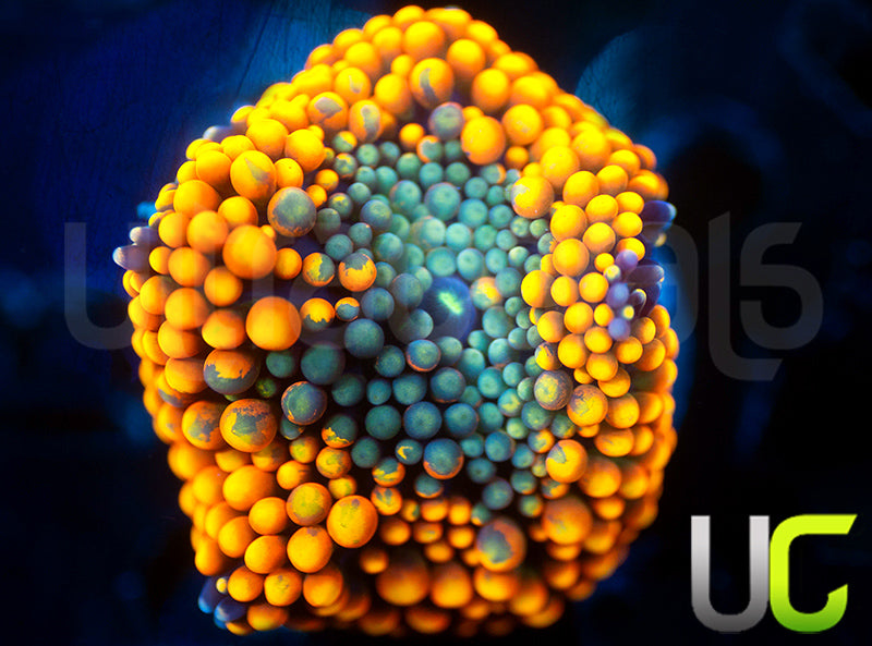 UC Metallic Orange Bubble Florida Ricordea
