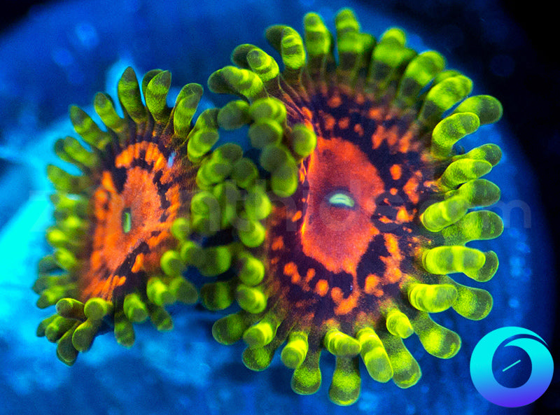 SBB Marvin the Martian