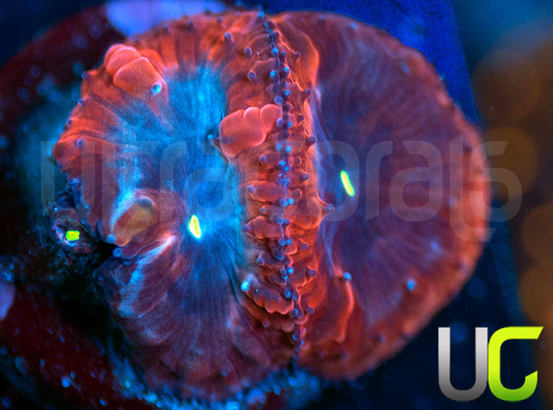 UC Forbidden Blue Blastos