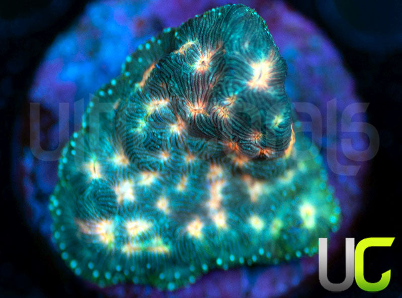 UC Plutonium Lepto