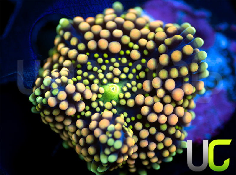 UC Cosmic Color Florida Ricordea