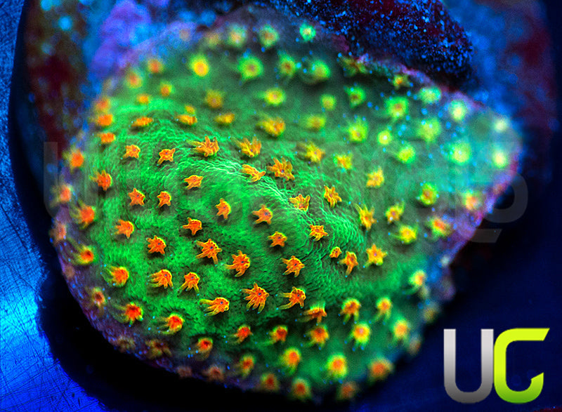 UC Reptar Porites