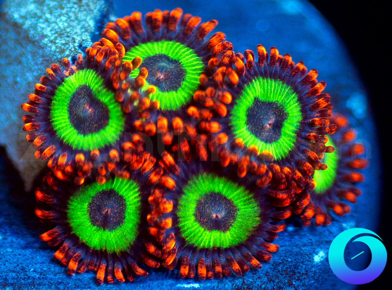 Emeralds on Fire