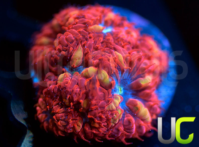 UC Blue Raven Blastos