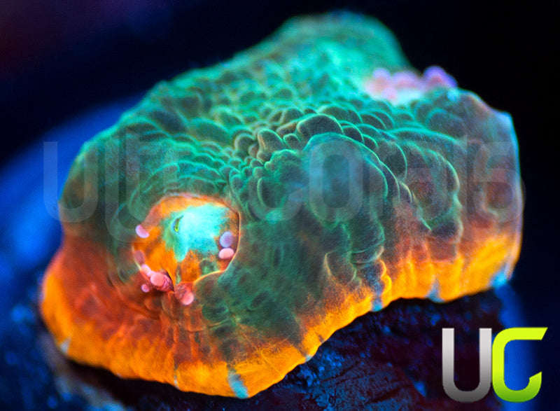 UC Infinity Chalice