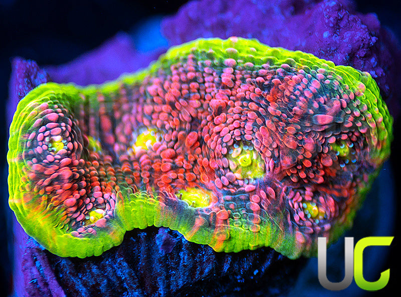 Ultra Watermelon Chalice