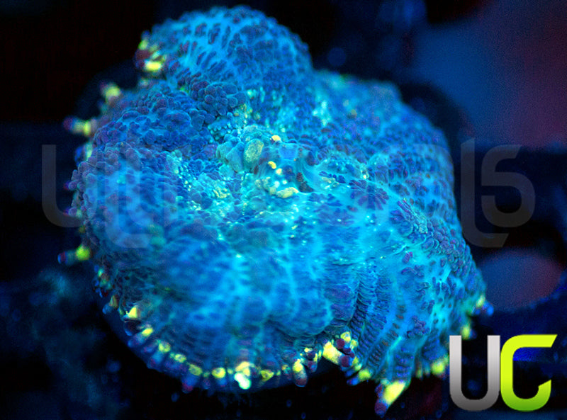 UC Doomsday Bounce Mushroom