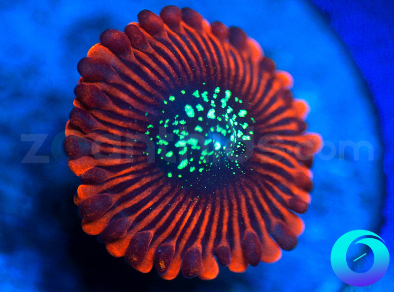 Magician PE