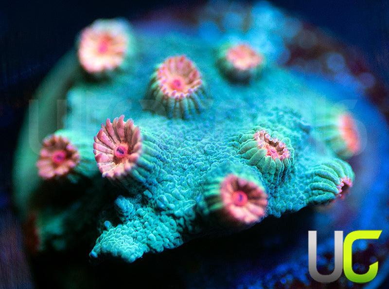 Meteor Shower Cyphastrea