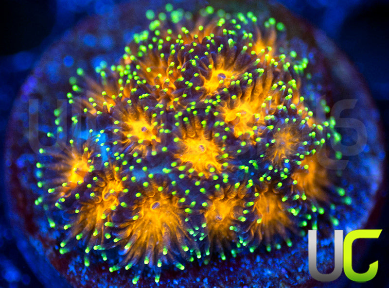 UC Lightning Tip Leptastrea