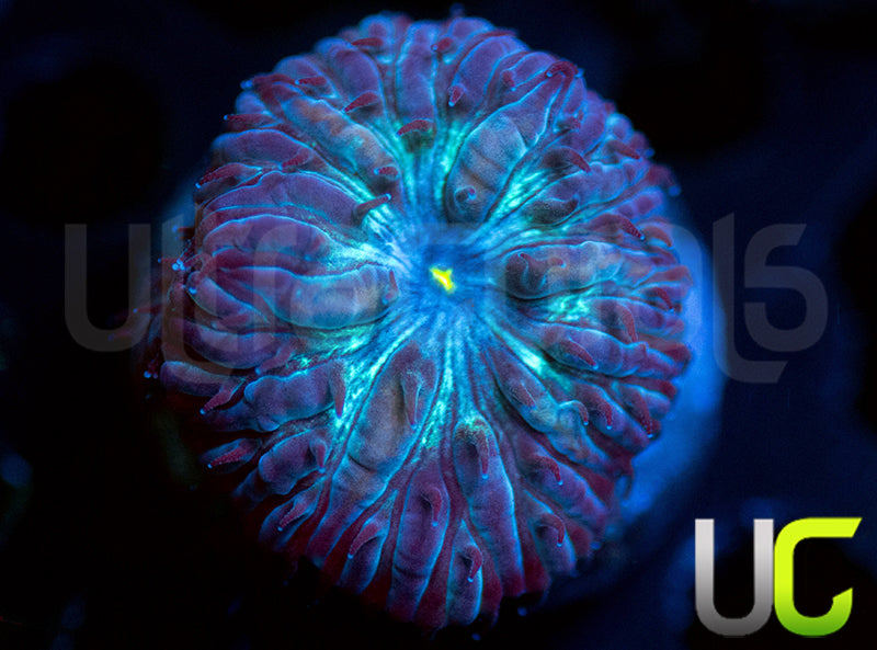 UC Blue Sphinx Blasto