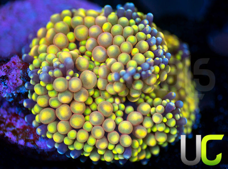 UC Pink Yellow Metallic Florida Ricordea