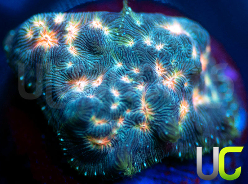 UC Plutonium Lepto