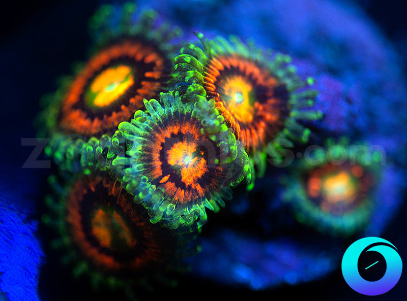 Rainbow Incinerators