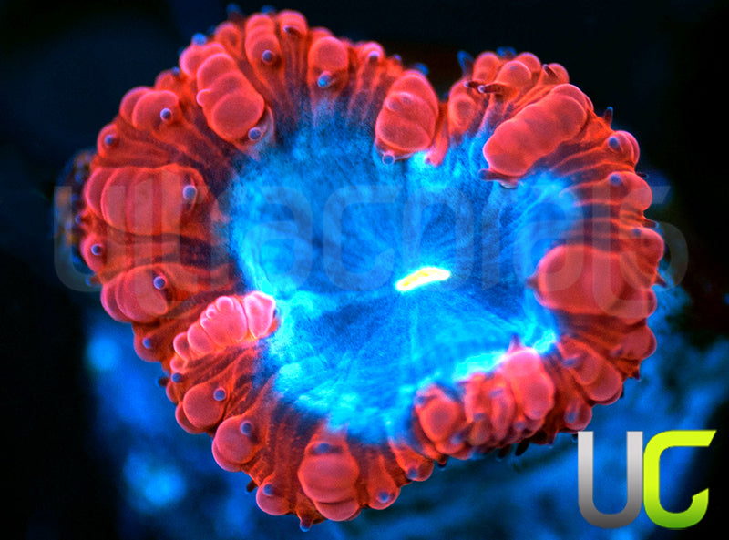 UC Forbidden Blue Blasto