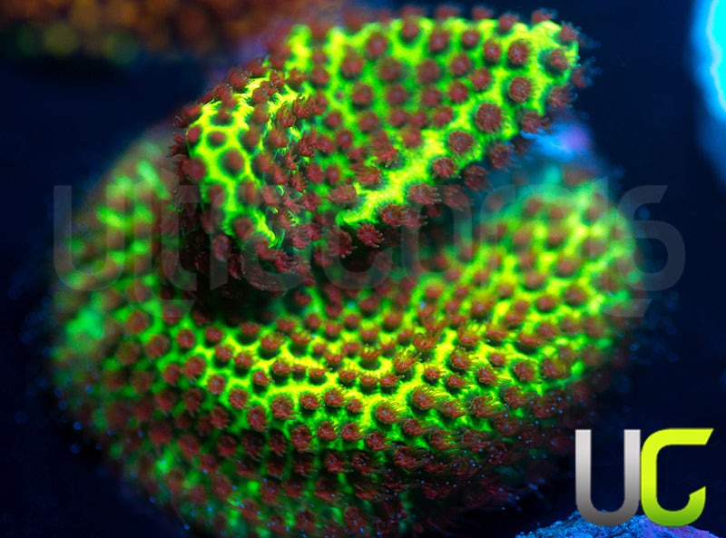 UC The Grinch Porites