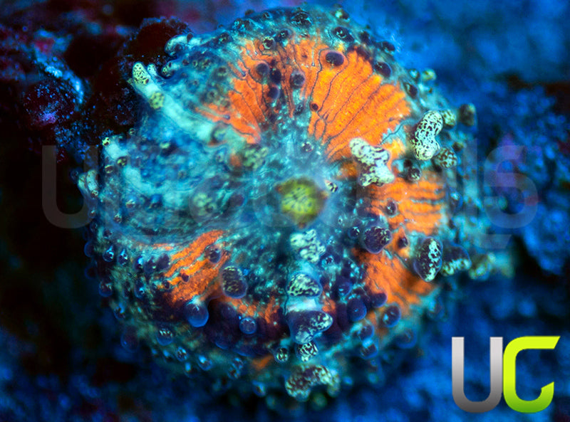 UC Crazy Carl Carlgreni Mushroom
