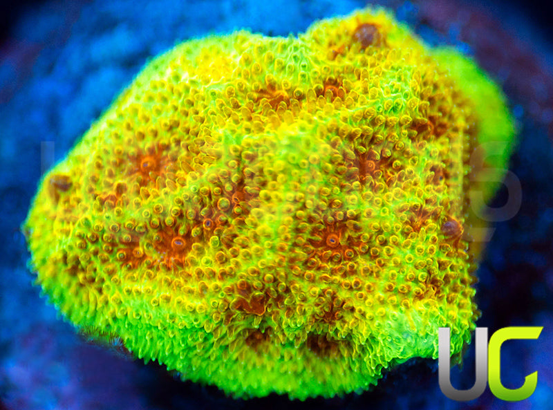 UC Wicked Ridge Psammocora