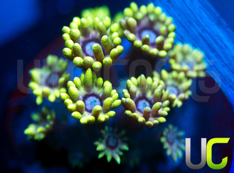 UC Snuffleupagus Goni