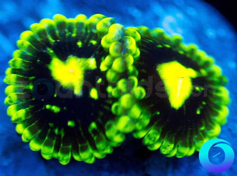 Exospheres