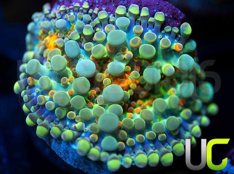 UC Caterpillar Yuma Ricordea