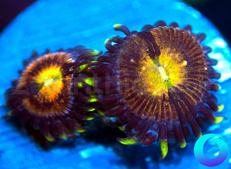 Nirvana