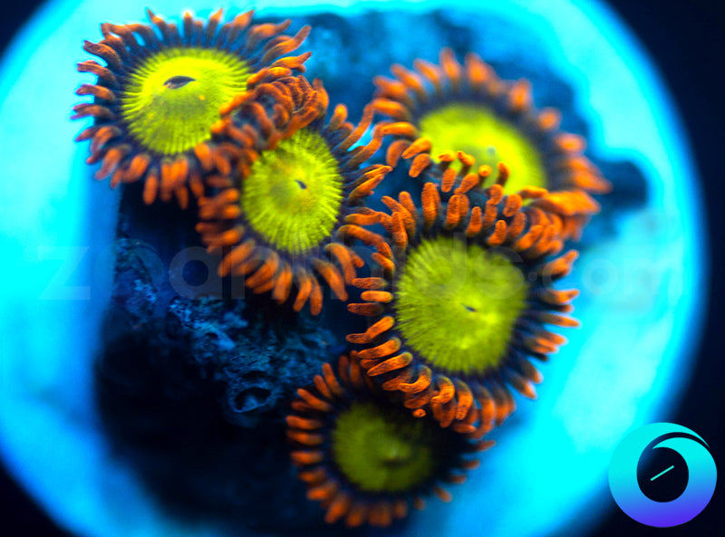 Mandarin Oranges