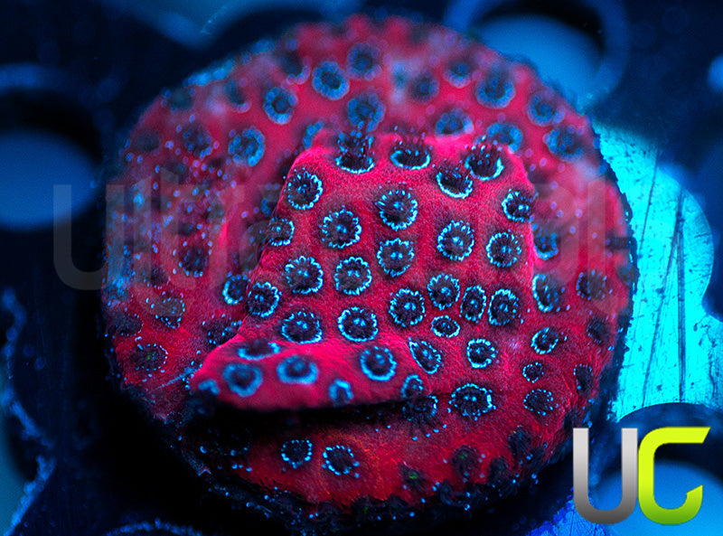 Darth Maul Porites