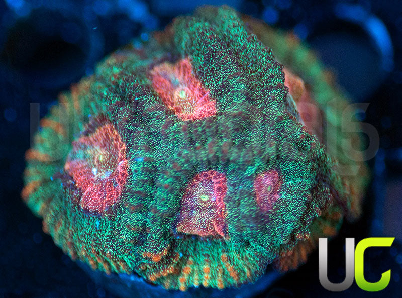 UC Ponderosa Peach Favia