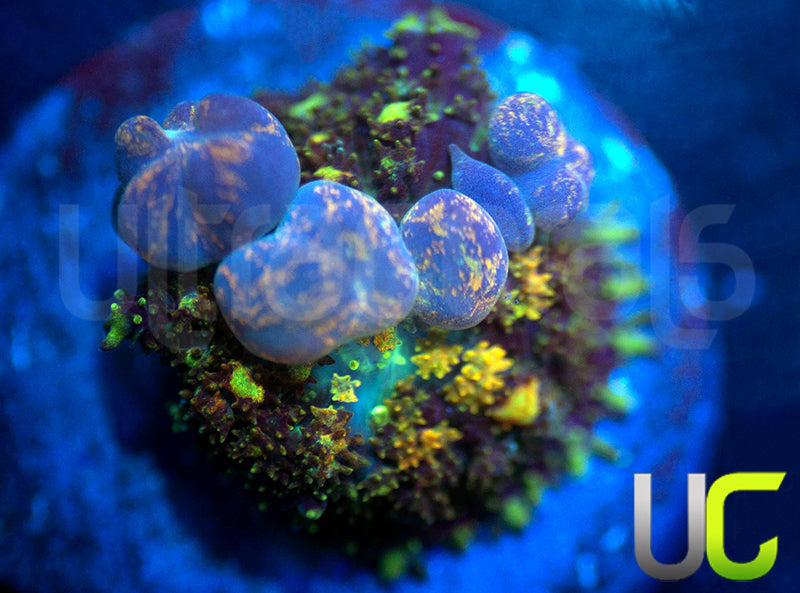 TCK Powerball Mushroom EG