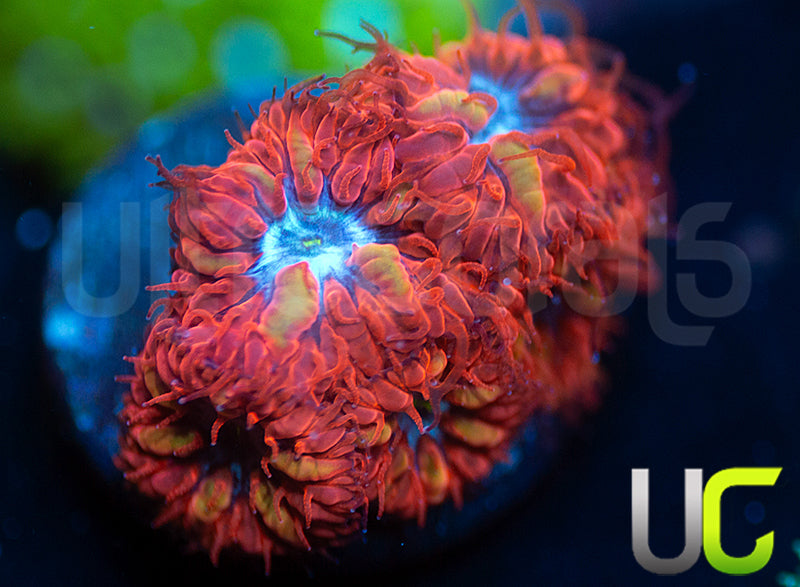 UC Blue Raven Blastos
