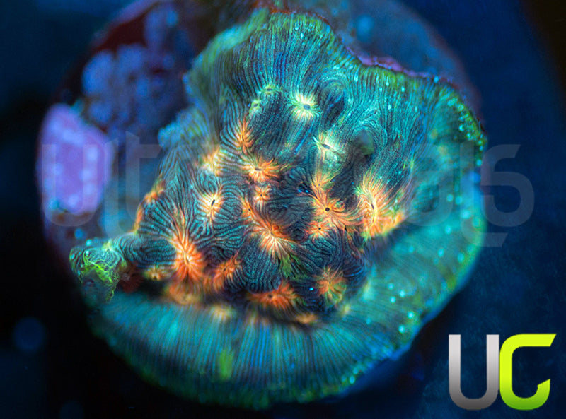 UC Plutonium Lepto