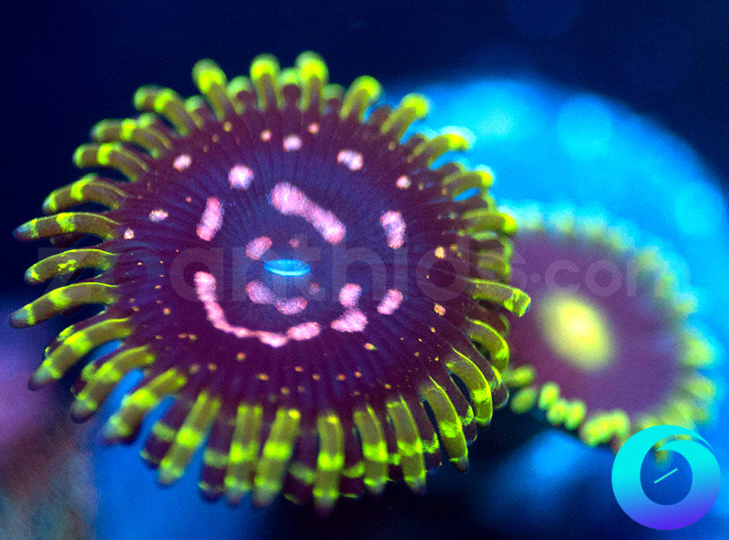 Purple Monster Blue Sky Combo