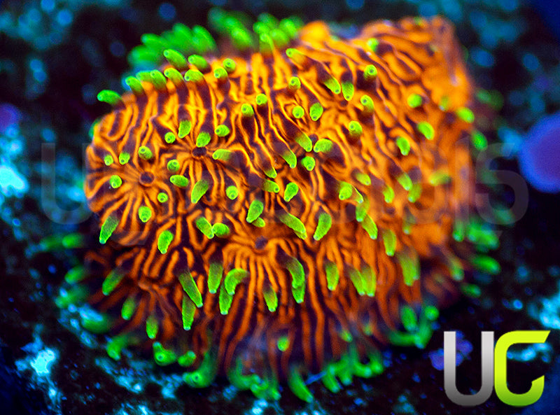 UC Fuzzy Navel Litho