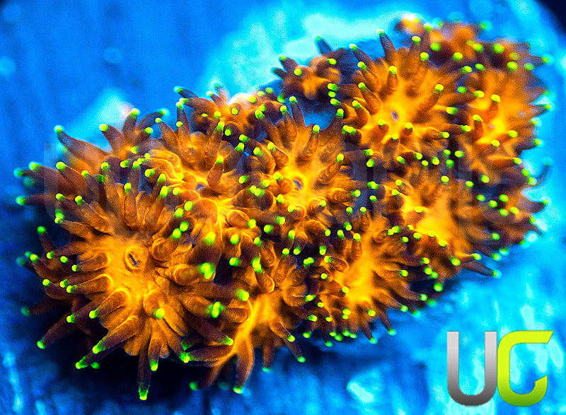 UC Lightning Tip Leptastrea