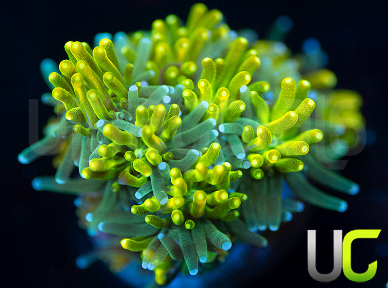 UC Lemon Lime Galaxia