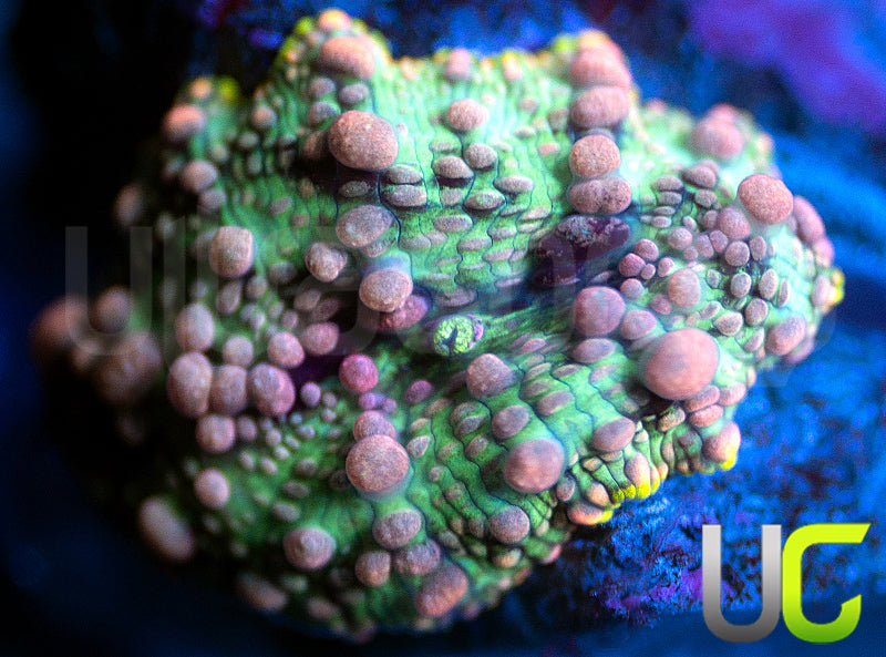 UC Mrs Pac Man Bouncing Discosoma Mushroom