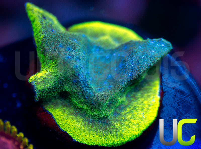 UC Toxic Constellation Psammocora
