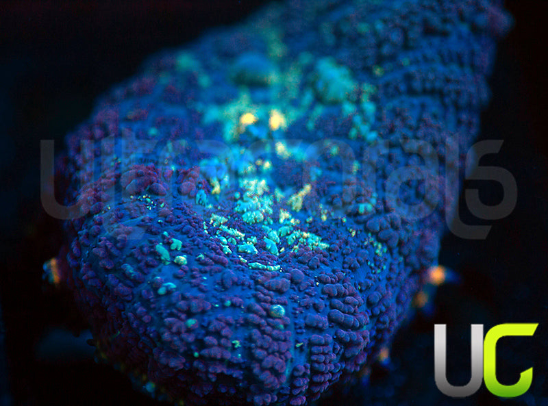 UC Doomsday Bounce Mushroom