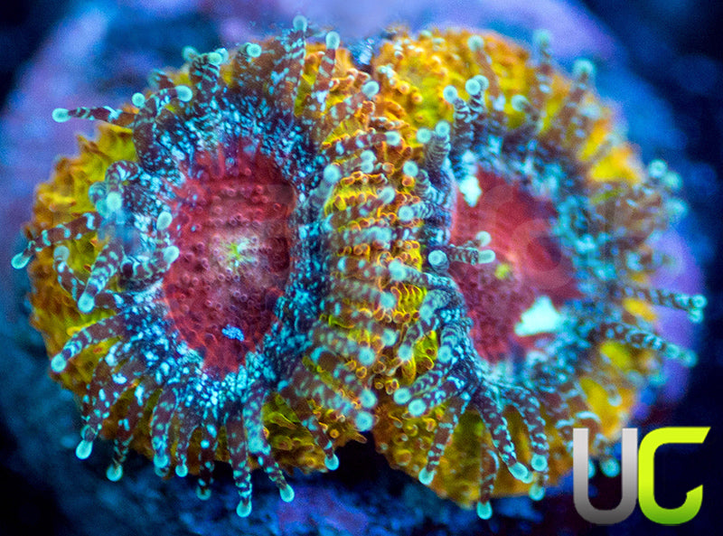 UC Sunfire Micro Amakusensis