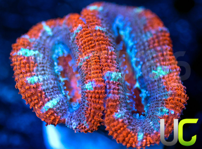 UC Onslaught Micro Lord