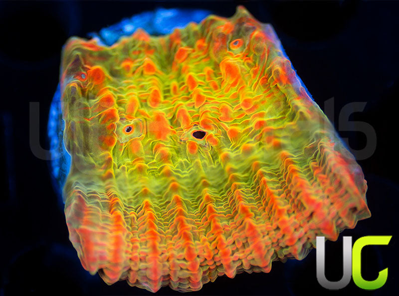 UC Livid Cupping Chalice