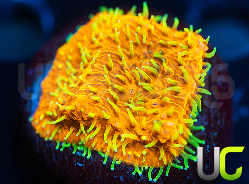 UC Fuzzy Navel Litho